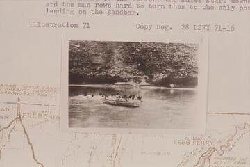 Mules swimming the river at Lees Ferry