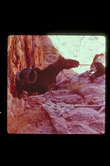 Trail between Dead Center Camp and mouth of Nasja Creek