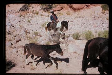 Colt in Surprise Valley