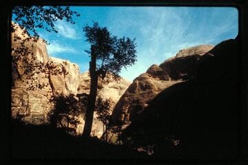 Cottonwood near junction of forks in 73