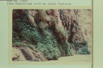 The fern glen of Fern Glen Canyon