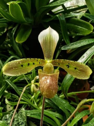 Paphiopedilum tonsum 'George Bernard Alexander' HCC/AOS