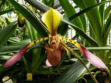 Paphiopedilum lowii 'Eureka' AM/AOS