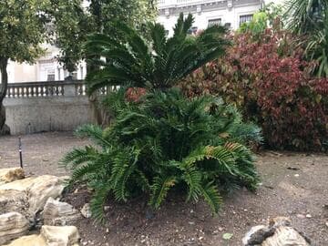 Encephalartos latifrons