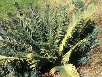 Encephalartos cerinus