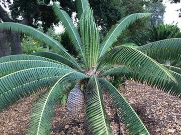 Dioon spinulosum