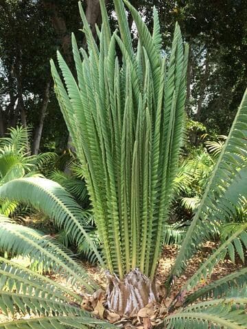 Dioon spinulosum