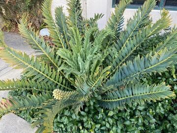 Encephalartos arenarius