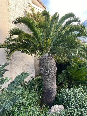 Encephalartos latifrons