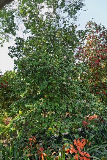 Camellia japonica 'Virgin's Blush'