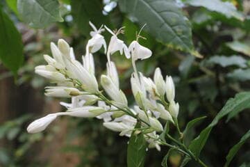 Whitfieldia elongata