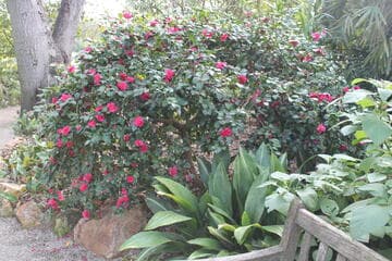 Camellia hiemalis 'Bonanza'