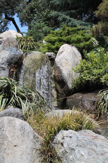 Hydrangea quercifolia