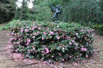 Camellia hiemalis 'Showa Supreme'