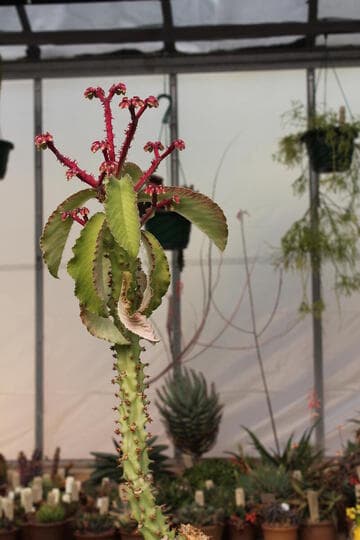 Monadenium spectabile