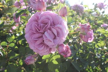 Rosa 'Love Song'