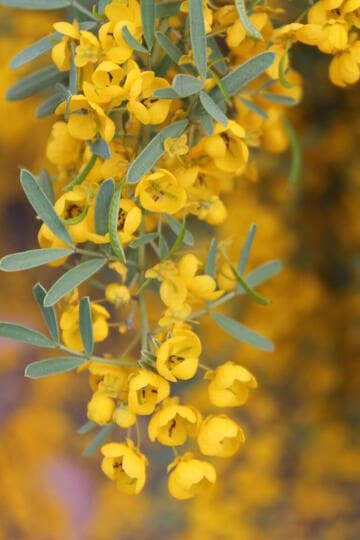Cassia nemophila var. platypoda