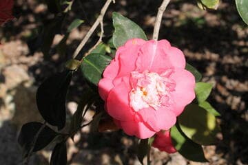 Camellia japonica 'Elegans Miniata'