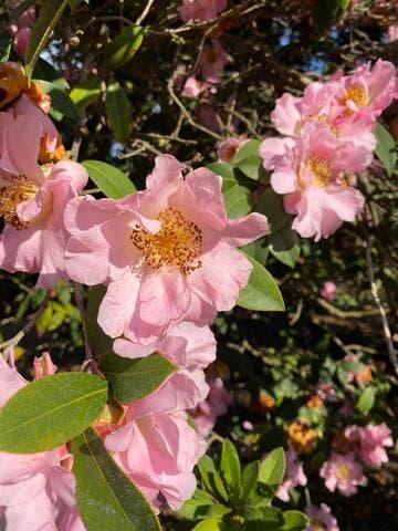 Camellia x williamsii 'Beverly L. Baylies'
