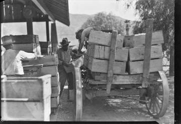 Apricots in boxes. B. D. Co