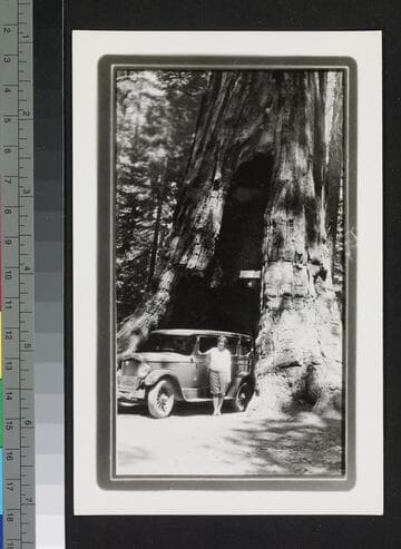 California Tunnel Tree