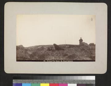 Group of fur seal, St. Paul Island