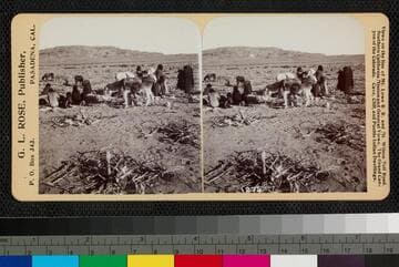 A group of Indians in a corn field, loading bags onto mules
