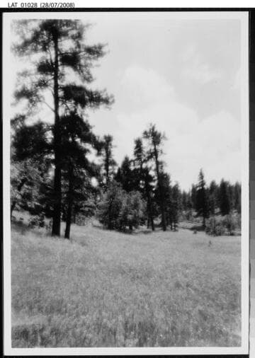 Meadow and trees at Vermejo Ranch