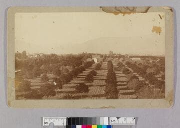 Pasadena, orange groves and homes