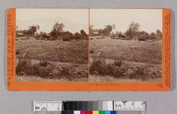 A bee ranch, San Gabriel