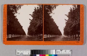 Avenue of orange trees, Sunny Slope, San Gabriel, Los Angeles Co., Cal