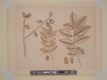 Five Botanical Studies of the Plum Tree