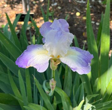 Iris 'Clarence'