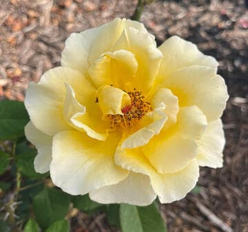 Rosa 'Dr. A.J. Verhage'