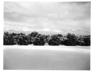 An orange grove on the San Marino Ranch after snowfall, January 11, 1949