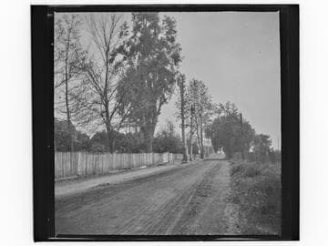 Country road with trees and fence