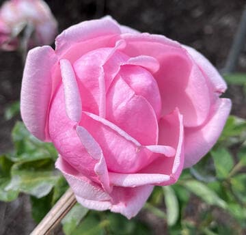 Rosa 'La France'