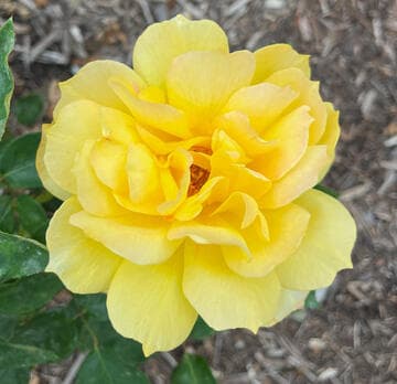 Rosa 'Gold Glow'