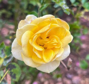 Rosa 'Sun Sprinkles'