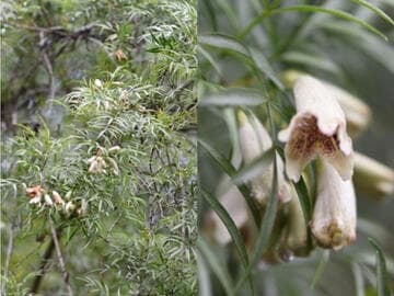 Pandorea doratoxylon