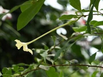 Brunfelsia nitida
