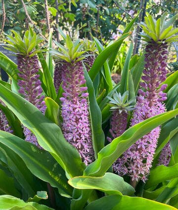 Eucomis bicolor