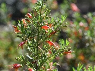 Eremophila decipiens