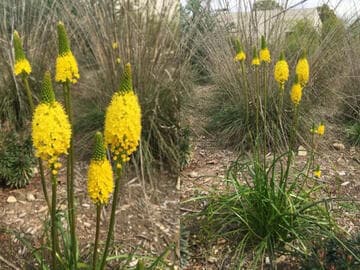 Bulbinella nutans ssp. nutans