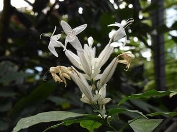 Whitfieldia elongata