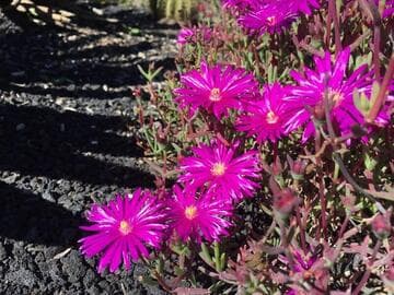 Lampranthus productus Hort.