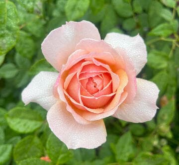 Rosa 'Grace'