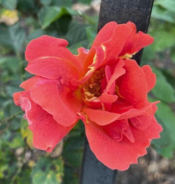 Rosa 'Cinnamon Twist'