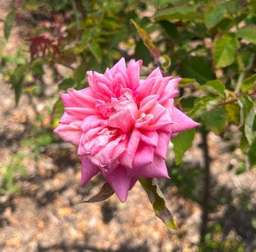 Rosa 'Madame Lombard'
