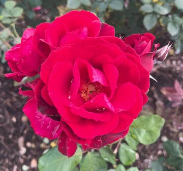 Rosa 'Ruby Lips'